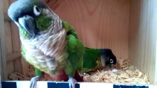 Green Cheeked conure nesting box [upl. by Attenahs248]