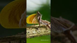 Anolis osa  The species is found in Costa [upl. by Giannini]