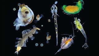 The science of oceans measuring the effects of climate change on the worlds plankton [upl. by Eidnas]