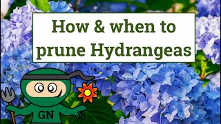 How and when to prune Hydrangeas [upl. by Willey]