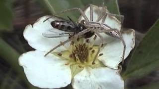 Tibellus  Crab Spider [upl. by Brahear]