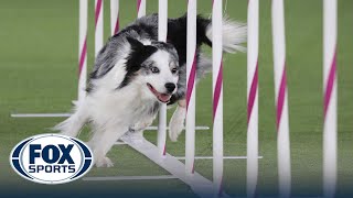 Best of 2022 Masters Agility Championships from Westminster Kennel Club  FOX Sports [upl. by Enaira]