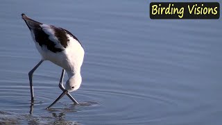 American Avocet  Birds of North America [upl. by Lesiram]