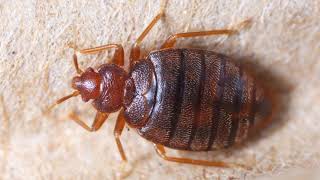 🛏️ All About Bed Bugs How To Identify Bed Bugs Traveling tips for bed bugs how to rid bed bugs🐞 [upl. by Aracal]