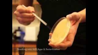 Milk Agar Test [upl. by Severn]