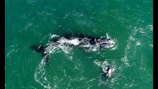 Whales Hermanus [upl. by Dawaj]