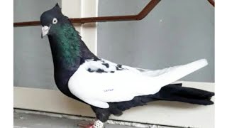 ا لحمام الإراني iranian kabootarIranian Pigeons [upl. by Aracaj]