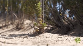 Reforestando Andalucía  Proyecto Plant Andalucia [upl. by Loferski815]