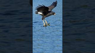 ÁGUILA CAZANDO a una TORTUGA en el mar 🐢🐦‍⬛ [upl. by Seaton161]