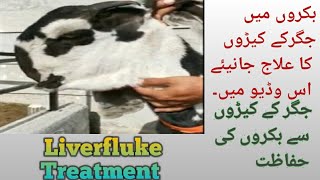 Liver fluke treatment diagnosis and prevention in goats by Dr Murtaza Khalil ANIMALS KNOWLEDGE [upl. by Neitsirk]