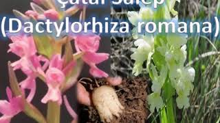 Çatal salep dactylorhiza romana salep çeşidi [upl. by Hanahs879]