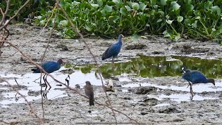 Birds out in the open Noida [upl. by Alemac660]