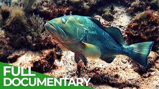 Changing Seas  Our Oceans in Peril  Full Season  Free Documentary Nature [upl. by Peednam]