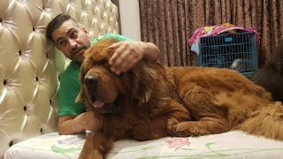 Tibetan mastiff dogs puppys available call 9920445511 india pune [upl. by Deraj665]