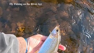 Fly Fishing for Trout and Grayling on the River Ayr with Davie McPhail [upl. by Dorahs]