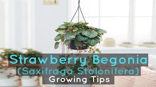 Strawberry Begonia Saxifraga Stolonifera  Growing Tips [upl. by Savdeep]