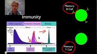 Immune System Part 1 Crash Course Anatomy amp Physiology 45 [upl. by Marillin278]