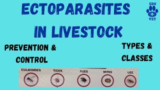 Ectoparasites in Livestock [upl. by Eldoria646]