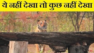 quotNahargarh Biological Parkquot की ये Wild Life नहीं देखी तो कुछ नहीं देखा  Shagun Production [upl. by Bunder]