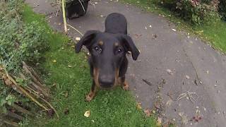 Gartenarbeiten im Oktober mit Hund der Herbst ist [upl. by Cahilly]