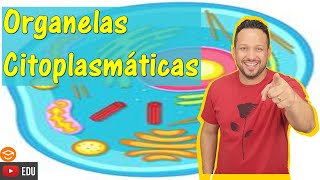 Organelas Citoplasmáticas e Citosol  Células  Biologia Celular  Citologia  VideoAula 002 [upl. by Ayidah]