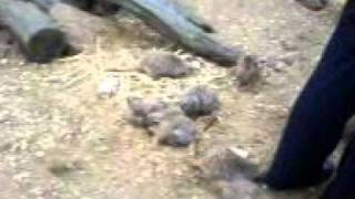 Meerkats at Moulton College [upl. by Anyt]