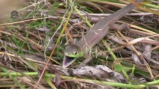 LEZARD Vert OccidentalJuvénileLacerta bilineata  BRUITX [upl. by Asirralc370]