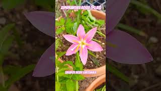 Zephyranthes rosea 🌸🌸🌸🌎🇬🇹agricultura nature vivero gardenflower flowers plantas [upl. by Sherlocke]