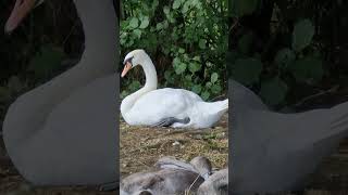 White Swan and swanlings sheltering by the riverbank [upl. by Fancie]