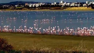 Greater flamingo Phoenicopterus roseus Φλαμίνγκο  Φοινικόπτερο  Larnaka 312016  Cyprus [upl. by Arimaj226]