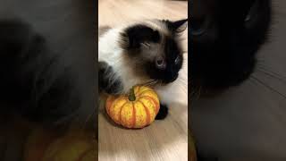 Birman cat with pumpkin 🥰 birmancat funnycats sweetcat birma cat [upl. by Starkey]