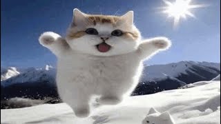 i put sound over cat gifs [upl. by Adias490]