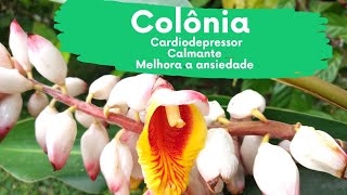 Benefícios do chá de colônia Funciona Como Cardiodepressor [upl. by Artenak490]