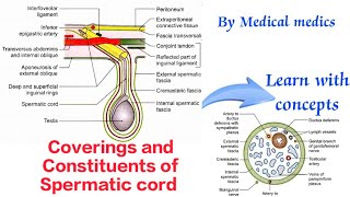 Spermatic Cord Anatomy  Coverings and constituents of Spermatic Cord  Medical Medics [upl. by Erlene]