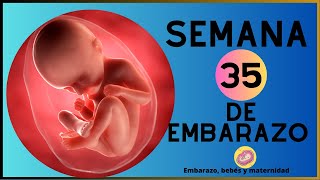 Semana 35 de embarazo en el vientre materno  35 SEMANAS DE EMBARAZO [upl. by Erdnassak]