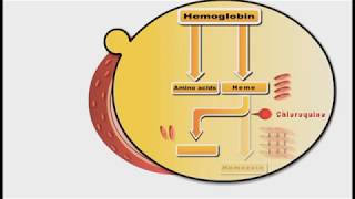 Antimalarial drugs animation Chloroquine [upl. by Yennaiv]