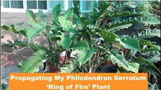 Propagating My Philodendron Serratum ‘Ring of Fire’ Plant [upl. by Connie]