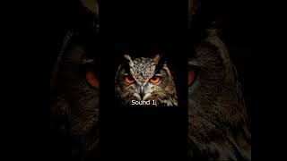 Owl Sound Effects owlhoot owl owls owlbird owlsounds trending trending [upl. by Yme]