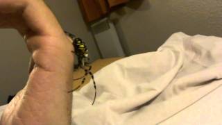 Handling Argiope Bruennichi HD [upl. by Esiralc]