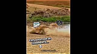 Ring vs lion ☠️🤯 No problem ronerider9t lionshorts ringtone ytshorts viralshorts videivirak [upl. by Seniag849]