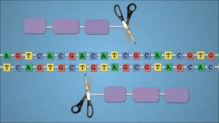 Method of the Year 2011 Geneediting nucleases  by Nature Video [upl. by Jaco]