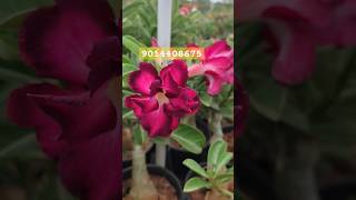 Beautiful Adenium plants hyderabadadeniums adeniumflowerplants desertrose bonsai gardening [upl. by Kylander]