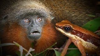 400 NEW SPECIES Discovered in Amazon [upl. by Wampler]