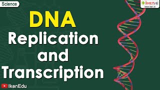 DNA replication  Learn About the Replication and Transcription of DNA Deoxyribonucleic acid iKen [upl. by Vanthe112]