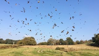 Huge Flock Of Birds Caught Swarming Close To Man [upl. by Clements]