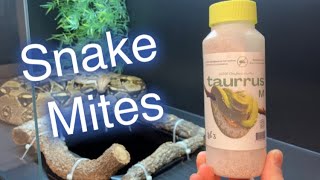 How to get rid of snake mites 😃👍👍 [upl. by Deden429]