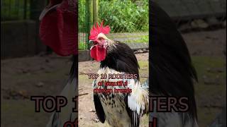 Backyard roosters of 10 beautiful chicken breeds raisingchickens farming rarechickenbreeds hahn [upl. by Blondelle]