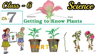 CLASS 6 SCIENCE CHAPTER 7 NCERT Explained in hindi CBSEUPSC  Getting to Know Plants  Part 1 [upl. by Novaelc792]