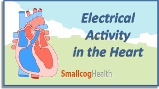 Electrical activity in the Heart [upl. by Vaughan]