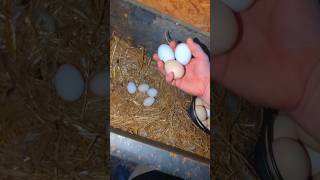 Collecting Chicken Eggs To Sell chickeneggs [upl. by Bili102]